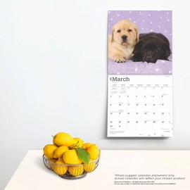 Labrador Retriever Puppies | 2025 12 x 24 Inch Monthly Square Wall Calendar | BrownTrout | Animals Dog Breeds Lab