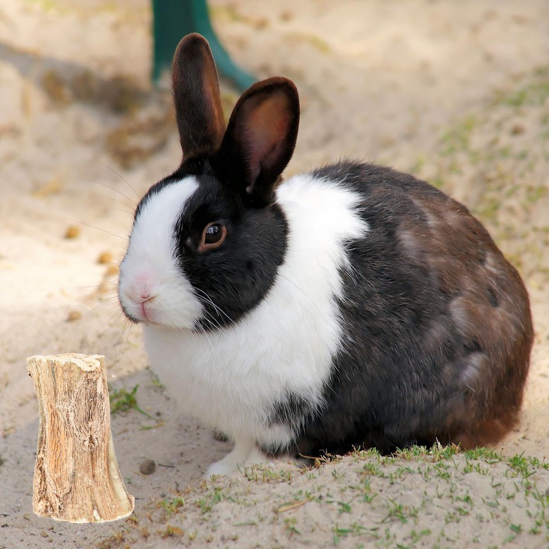 KxrTpx 3 Rabbit Chew Toys, Boredom Breakers for Small Pets,