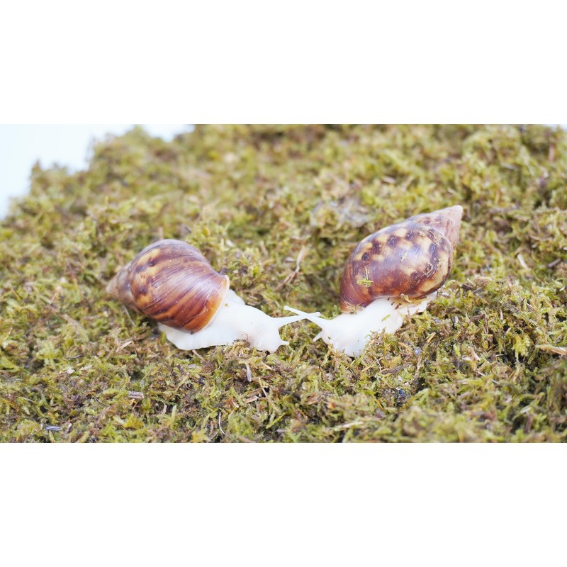 Jinymral 5oz Pet Snail Substrate, Ideal Terrarium Habitat Supplies