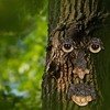 Relaxdays Tree Face Nature Spirit, 4 Pieces, Tree Trunk Decoration,