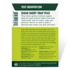 Organic Snap Pea Seeds (Sugar Daddy) - Approx 75 Seeds