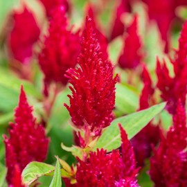 Outsidepride Scarlet Celosia Seeds - 1000 Pcs Annual Dwarf Weather-Resistant Flower Seeds for Planting Vibrant Plumes, Great for Containers, Borders, Pollinator-Friendly Gardens & House Plants