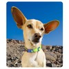 UNA MASCOTA Collar para Perros de Moda y Confort -