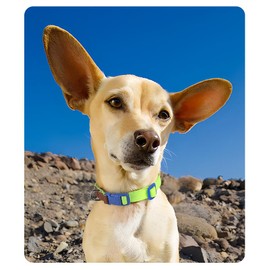 UNA MASCOTA Collar para Perros de Moda y Confort - Ligero, Fácil de Usar y Cómodo (Verde Claro, L)