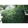 Vardar Valley Boxwood - Dwarf Evergreen Shrub - Live Plant