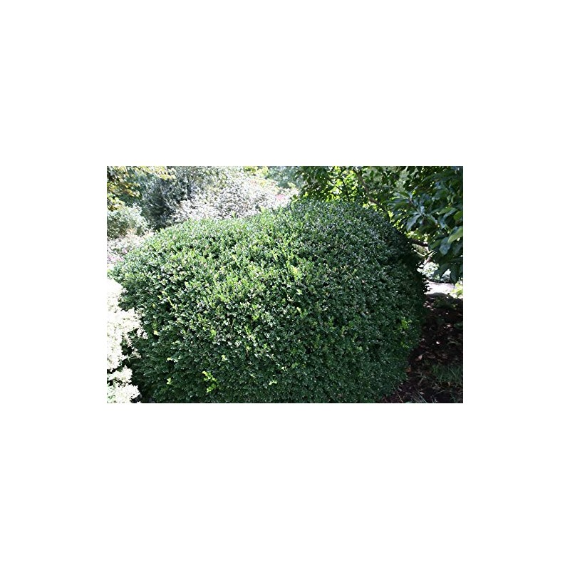 Vardar Valley Boxwood - Dwarf Evergreen Shrub - Live Plant