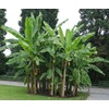 Musa Basjoo Banana Tree Cold Hardy | Japanese Banana Live