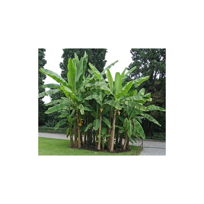 Musa Basjoo Banana Tree Cold Hardy | Japanese Banana Live