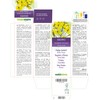 Weg-Rauke or Singer's Herb (Sisymbrium Officinale) Flowering Tips Alcohol-Free Mother