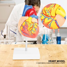 1:1 Heart Anatomical Model - Male Actual Size - 2 Pieces - Clinic Cardiology Student