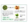 Green Tea Massage Cream 15.9 oz (450 g)