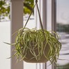 Bloem Dura Cotta Self Watering Hanging Basket Planter 12" Chocolate