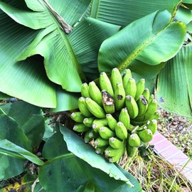 Banana Tree Starter, Live Banana Plant 5 Inches Height Bareroot, Fruit Tree Live Plant