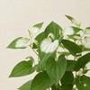 200g of 200g of Korean trichome extract powder / 삼백초