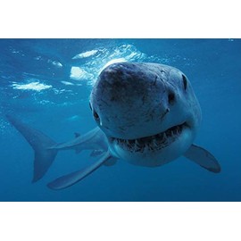 Edition Colibri WHITE SHARK UNDER WATER 3D Lenticular Postcard/Hologram Postcard (10042)