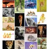 20 Animal Mix Postcards - 20 Individual and Unique Pictures
