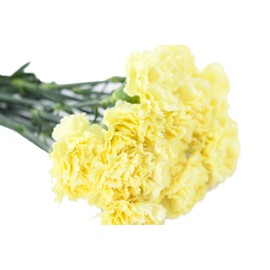 Cut Flowers - Carnation Yellow