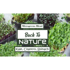 Back To Nature Seed Company Kale, Cilantro & Spinach Microgreens Assortment - Nutrient Dense Superfood - 150 Seeds