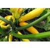 25 Golden Zucchini Summer Squash Seeds for Planting. Non GMO