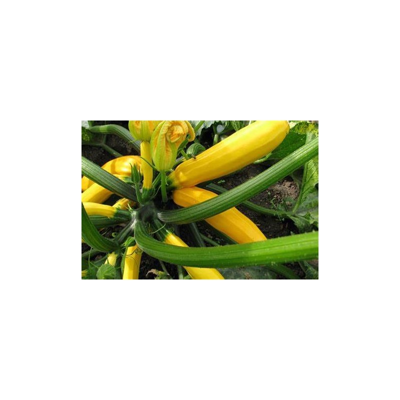 25 Golden Zucchini Summer Squash Seeds for Planting. Non GMO