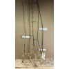 Live plant Catalpa speciosa , 2 year old 2-3 ft