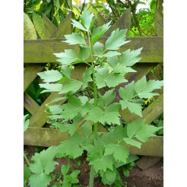 400 Lovage seeds Levisticum officinale