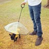 Enjoying Pet Umbrella Leash Rainproof Snowproof Walking Dog Leash Umbrella