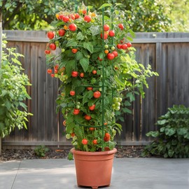 G-LEAF Adjustable Detachable Tomato Cage 3 Pack Tomatoes Plant Support Cages Trellis Garden Sticks/Stakes for Garden, Pot, Climbing Plants, Vegetables, Fruit, Flowers, 55 inch (Garden Ties Include)