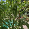 Fresh Clemson Spineless Okra Seeds | NON-GMO | Heirloom |