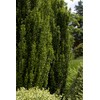 Sky Pencil Japanese Holly - 10 Live Plants - Ilex