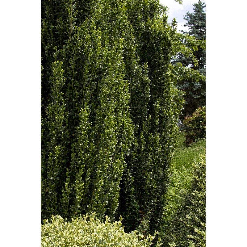 Sky Pencil Japanese Holly - 10 Live Plants - Ilex