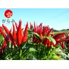 Karami Kyushu Pepper (One Piece), 0.5 oz (15 g), Domestically