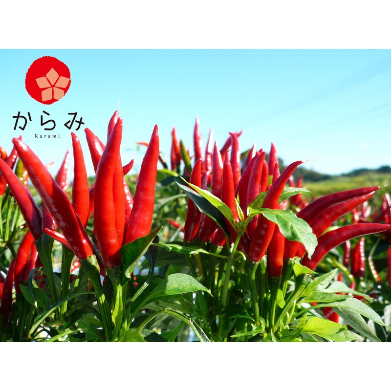 Karami Kyushu Pepper (One Piece), 0.5 oz (15 g), Domestically