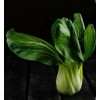 Pak Choi seeds 400 Pak Choi White Stem Cabbage Seeds-Non