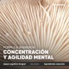Homodeus Platinum Nootrópico Mejorado Suplemento Natural Hongo Melena León Bacopa