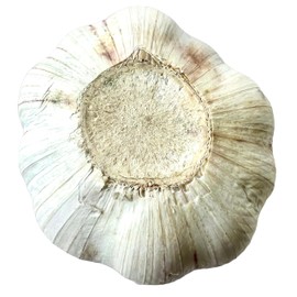 Snow Hill California Garlic (Our Jade Elephant Size Not as Elephant Ear Largr Size) Fresh Natural Whole Garlic 7 Bulbs for Spices & Health Benefits - Product of U S A