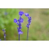 100+ Blue Bedder Sage Salvia farinacea Seeds Annual Flower Garden