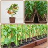 100 PCS 2FT (24 Inch) Bamboo Plant Stakes – Natural