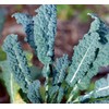 Kale Lacinato (AKA Dinosaur or Tuscan) Great Heirloom Vegetable 30,000