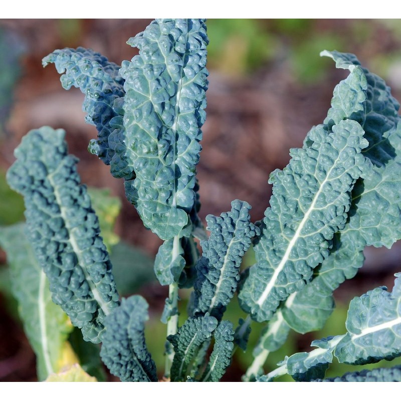 Kale Lacinato (AKA Dinosaur or Tuscan) Great Heirloom Vegetable 30,000