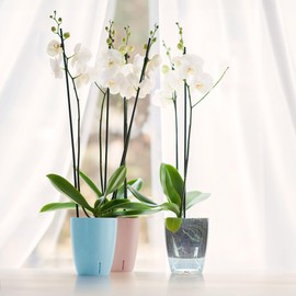Happyplants ORCHIDEA Clear Self-Watering Orchid Pot Flower Planter With Water Level Indicator Water Reserve And Drainage Holes (Transparent, Ø 15CM - 2L)