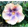 Hibiscus Mix 100+ Seeds Flowers Planting for Outdoor Indoor