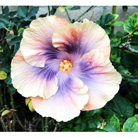 Hibiscus Mix 100+ Seeds Flowers Planting for Outdoor Indoor