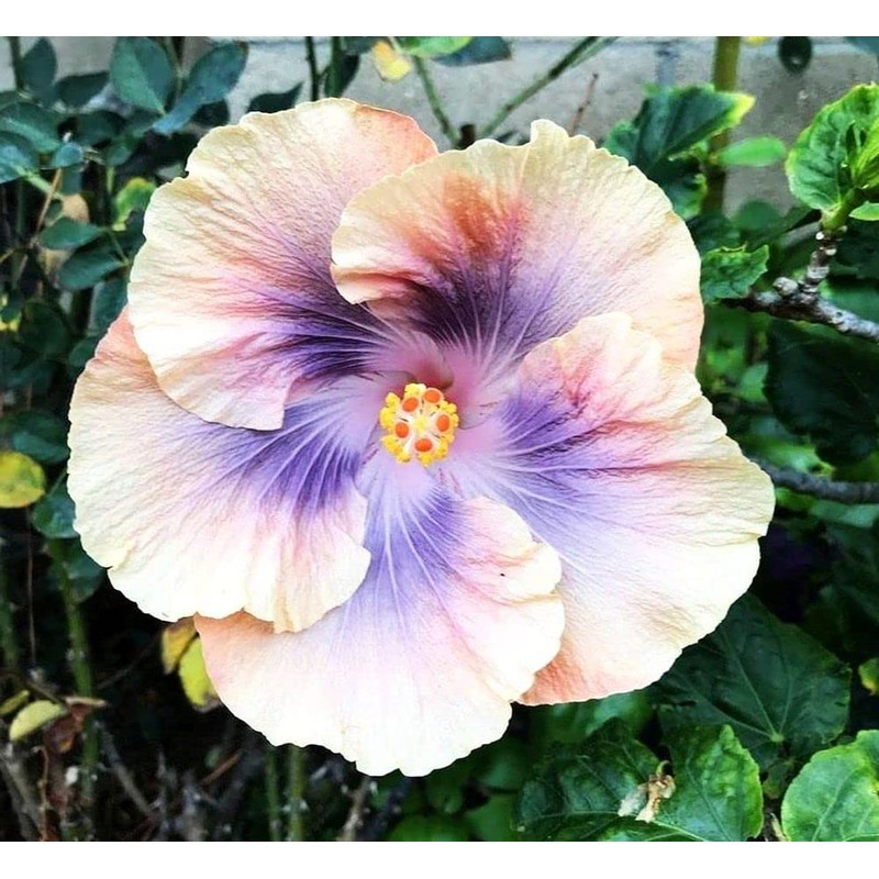 Hibiscus Mix 100+ Seeds Flowers Planting for Outdoor Indoor