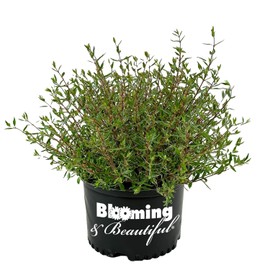 Abelias - 3 gal (Confetti, 1)