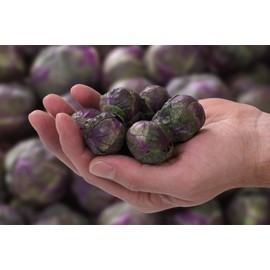 RAISE ME UP: Redarling Brussels Sprouts Purple Cabbage Non GMO Heirloom