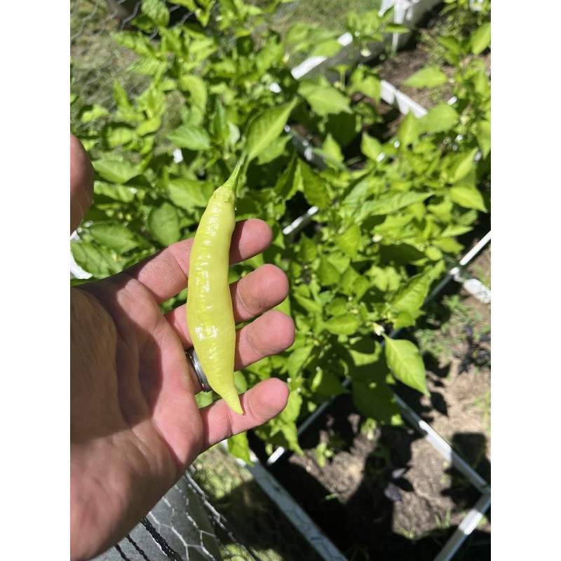 Sugar Rush Peach Pepper 15 seeds Spicy 🍑🌶Hot Rare -Non