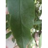 exotic 4 CLIPPINGS-Epiphyllum oxipetalum 'Queen of the Night' - 8"