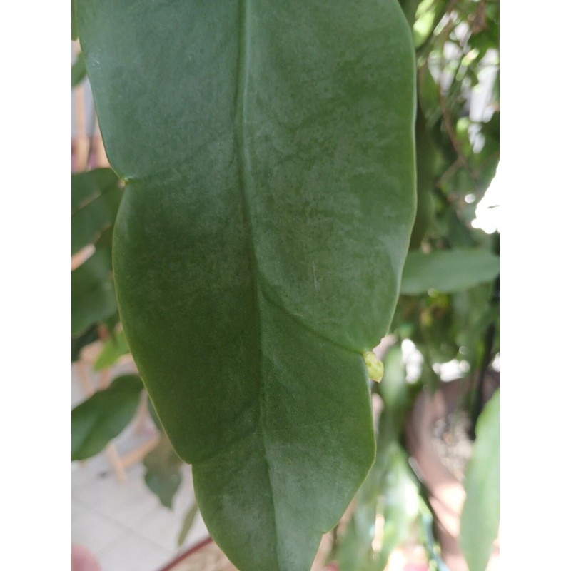 exotic 4 CLIPPINGS-Epiphyllum oxipetalum 'Queen of the Night' - 8"