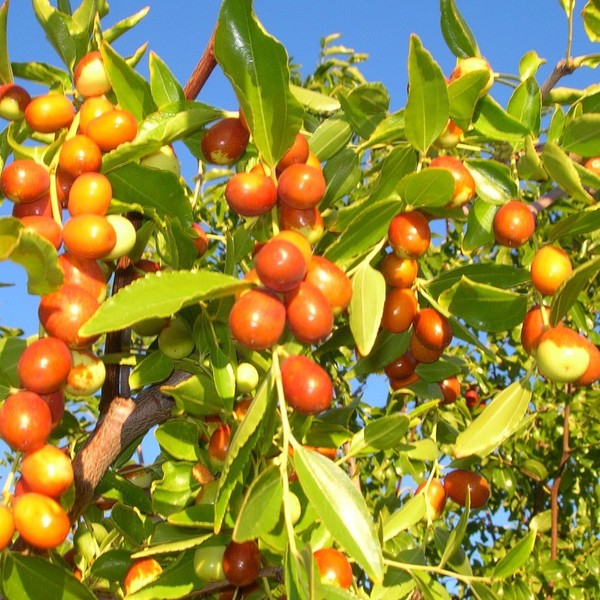 Chinese Jujube Seeds (Ziziphus Jujuba) Packet of 5 Seeds